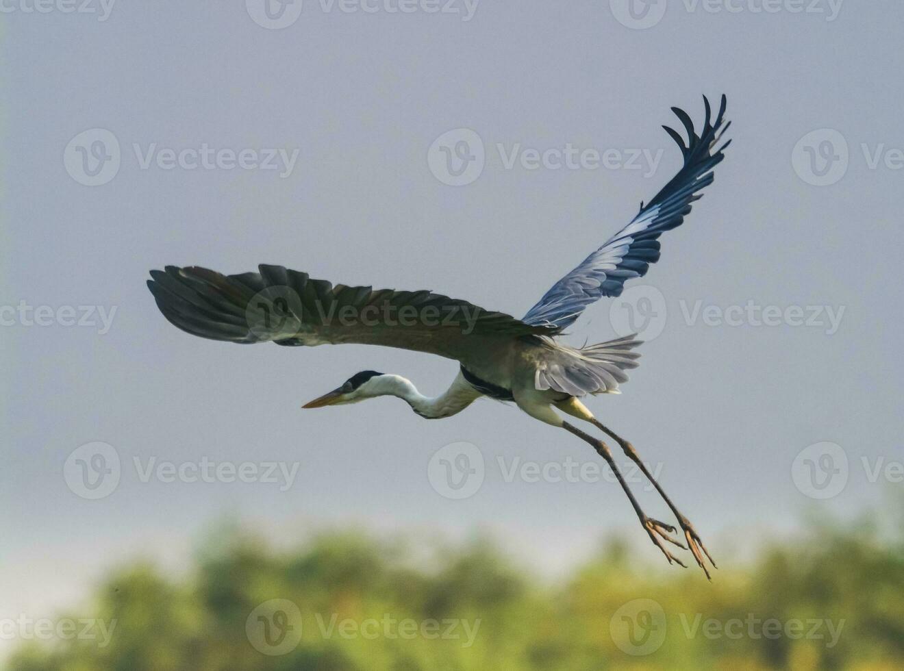 White necked heron, Pantanal , Brazil photo