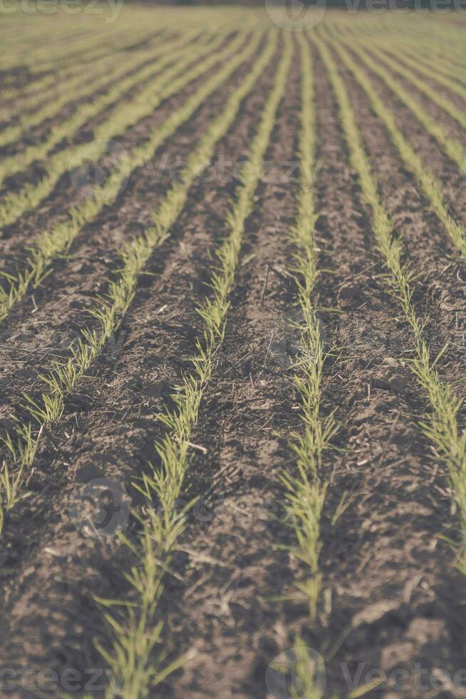 Feed Grass groove, La Pampa , Argentina photo
