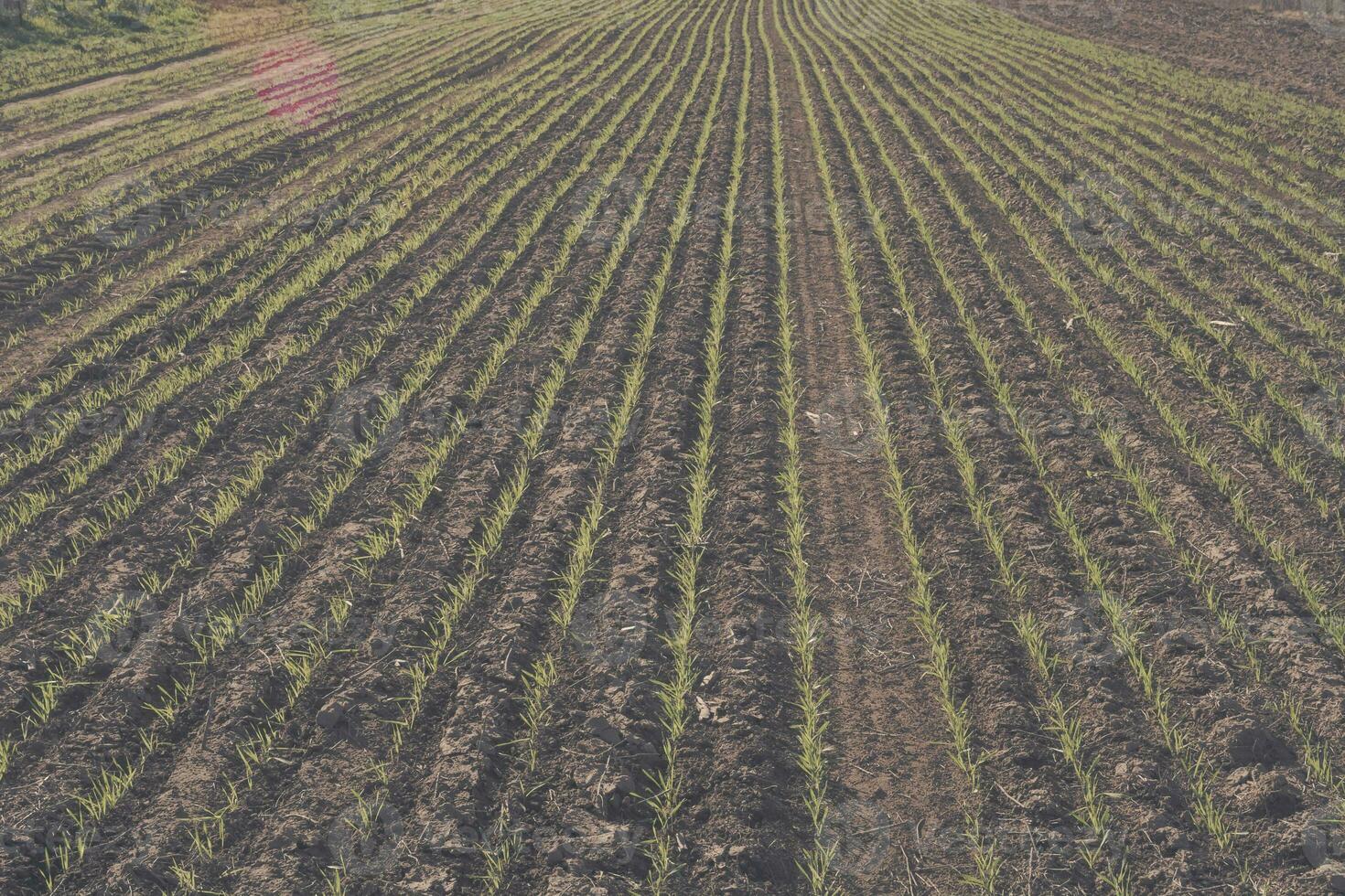 Feed Grass groove, La Pampa , Argentina photo