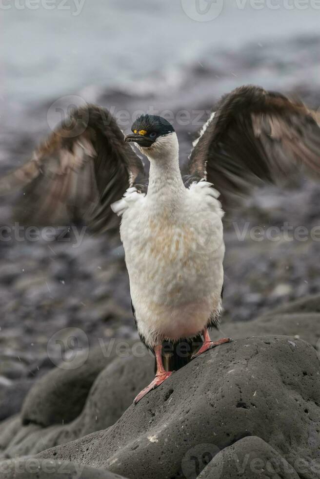 Imperial Cormorant, breeding colony, Paulet Island, Antarica photo