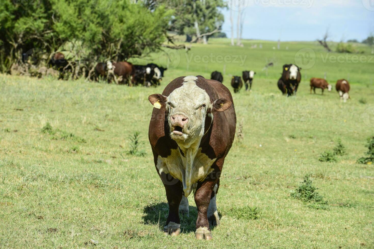 Bull moaning in Argentine countryside, La Pampa, Argentina photo