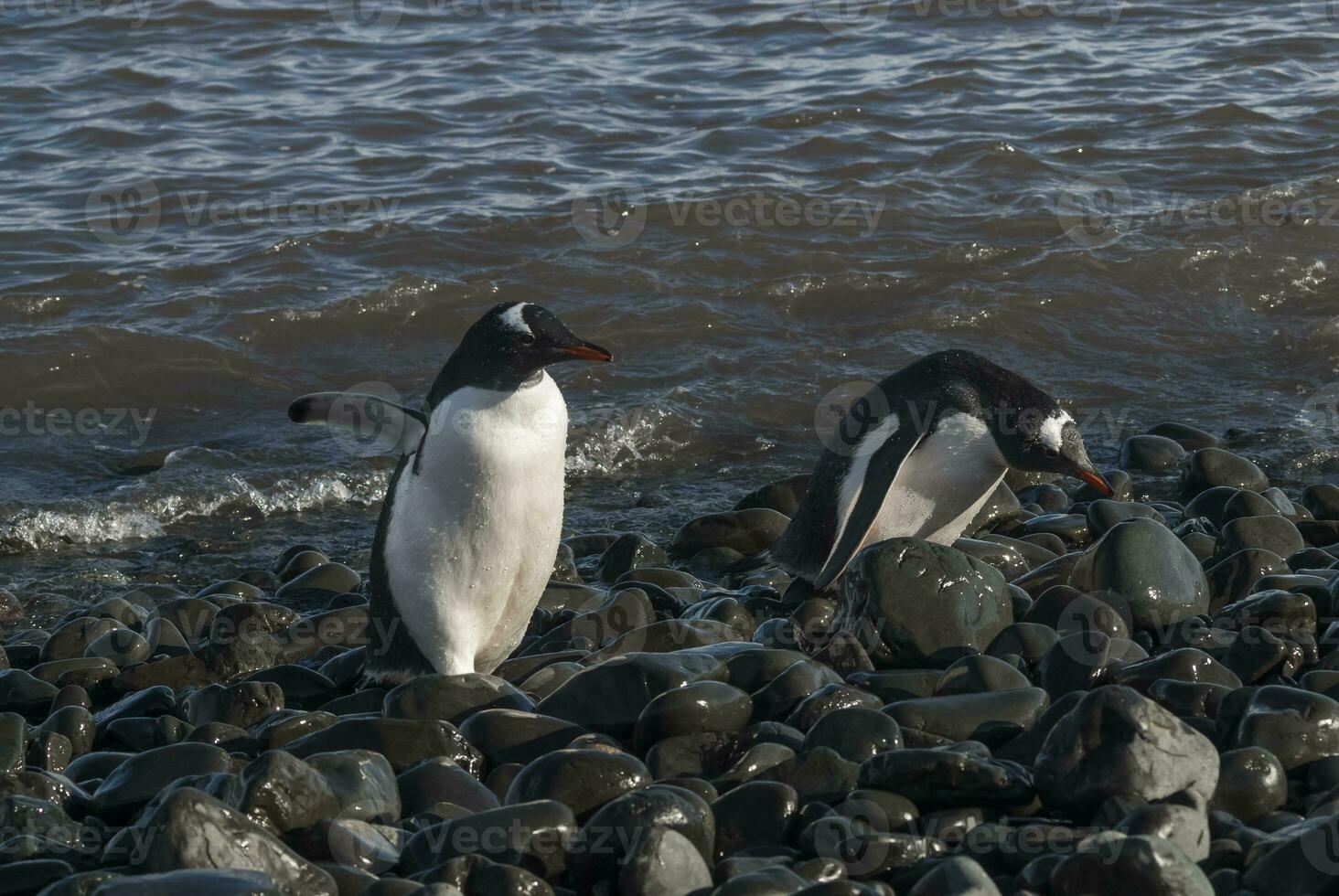Gentoo Penguin, Antartica photo