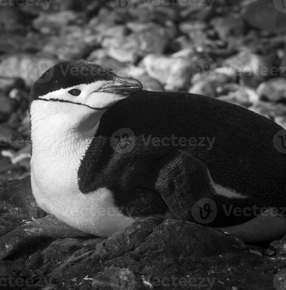 Chinstrap Penguin, Paulet island, Antartica, Scientific name,Pygoscelis antarcticus photo