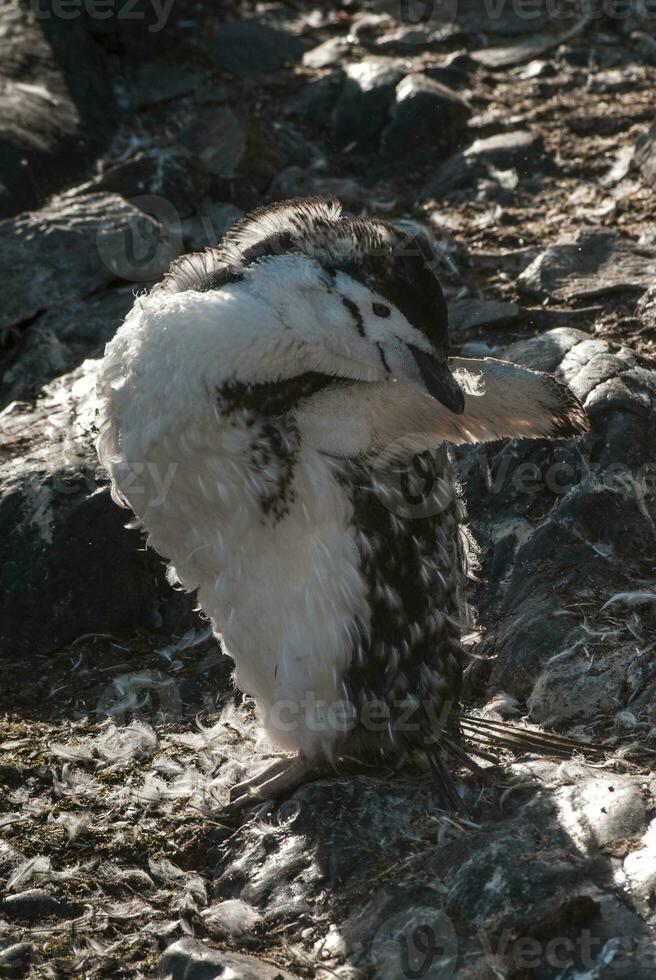 Chinstrap Penguin, Paulet island, Antartica, Scientific name,Pygoscelis antarcticus photo