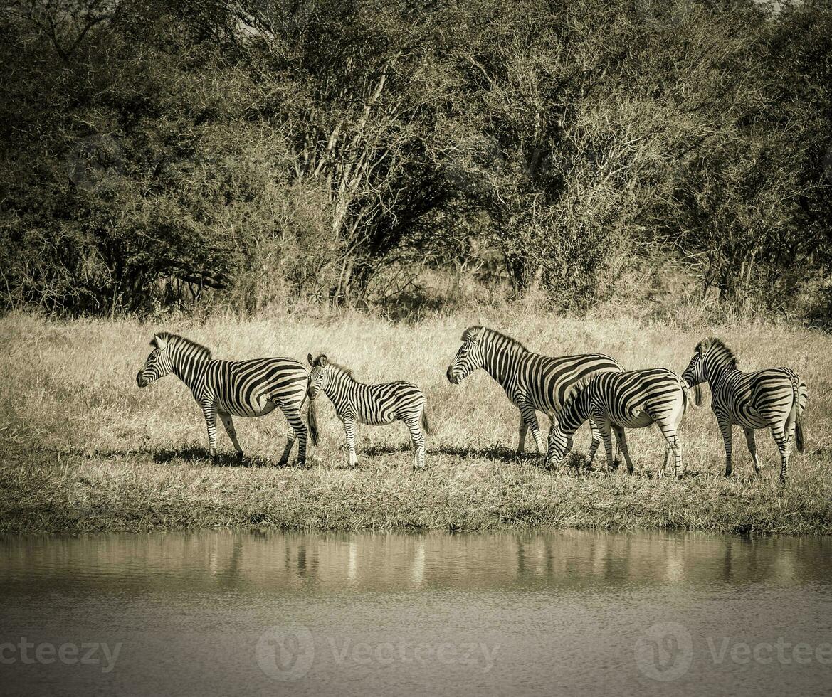 Herd of zebras in the African savannah photo