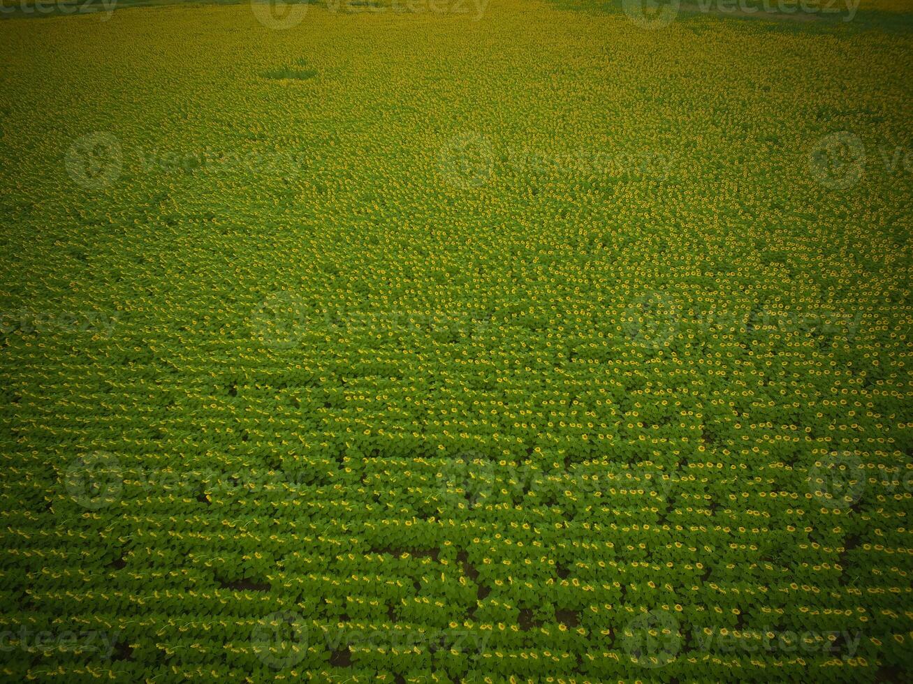 Coutryside sunflowers seeded, Argentina photo