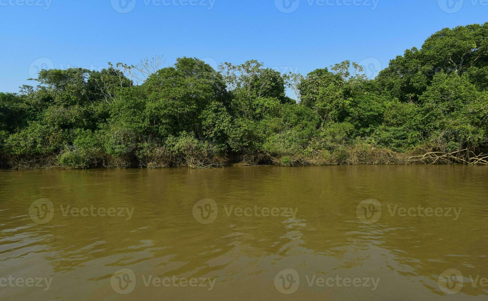 River landscape  and jungle,Pantanal, Brazil photo