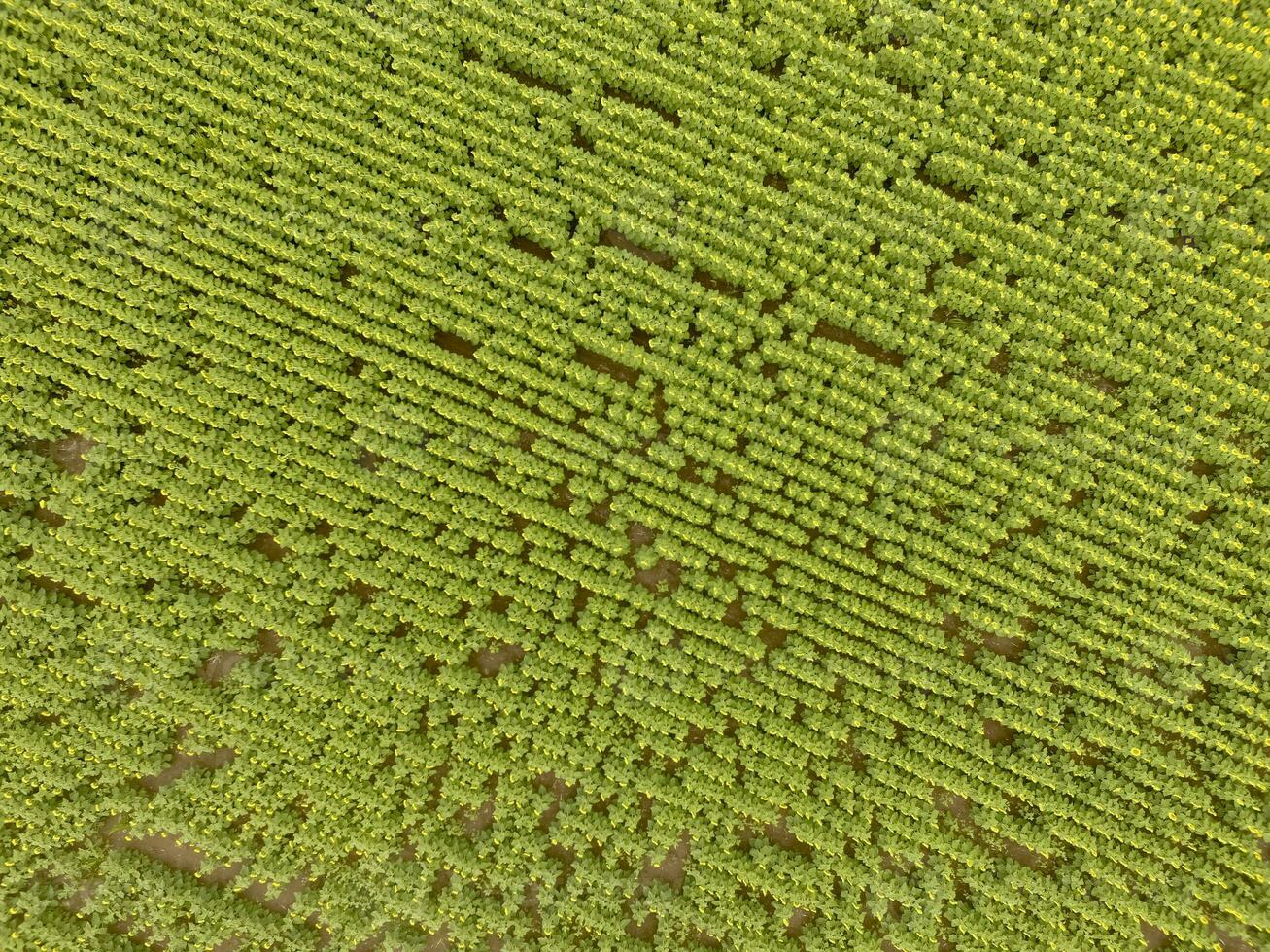 Sunflower cultivation, Aerial view, in pampas region, Argentina photo