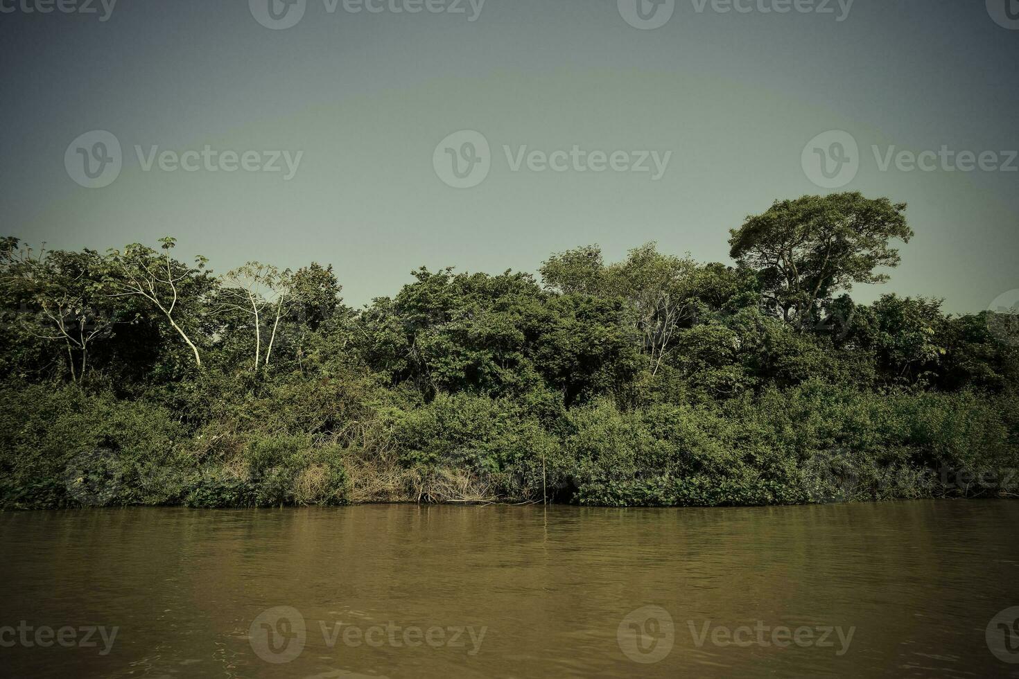 River landscape  and jungle,Pantanal, Brazil photo