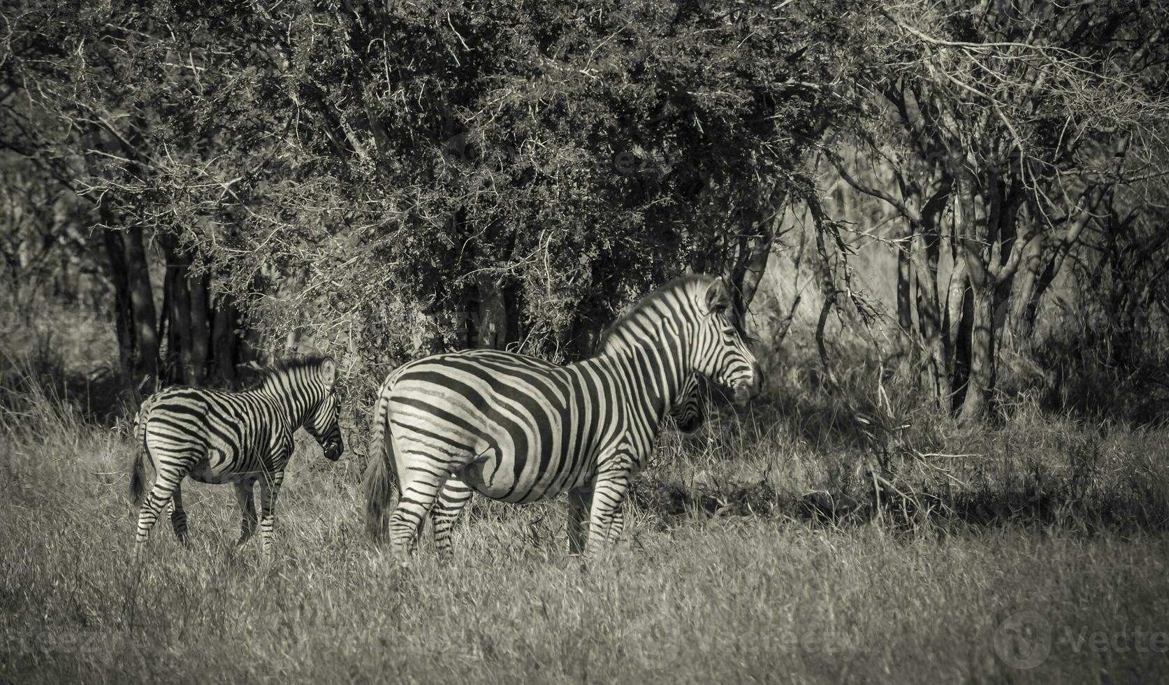 Herd of zebras in the African savannah photo