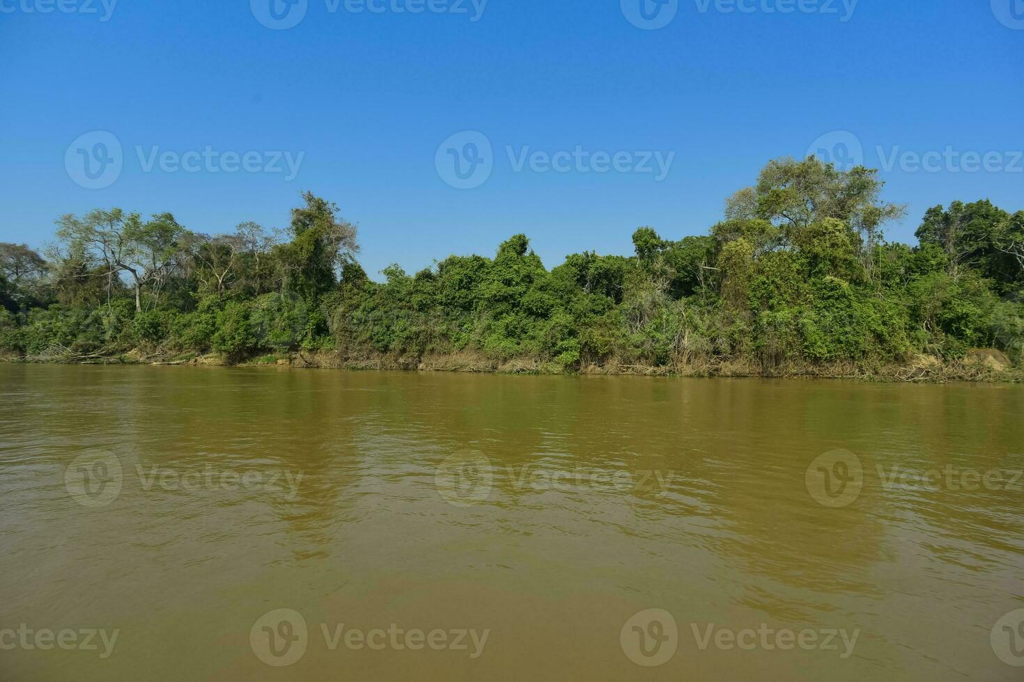 pantanal bosque ecosistema, mato asqueroso, Brasil foto