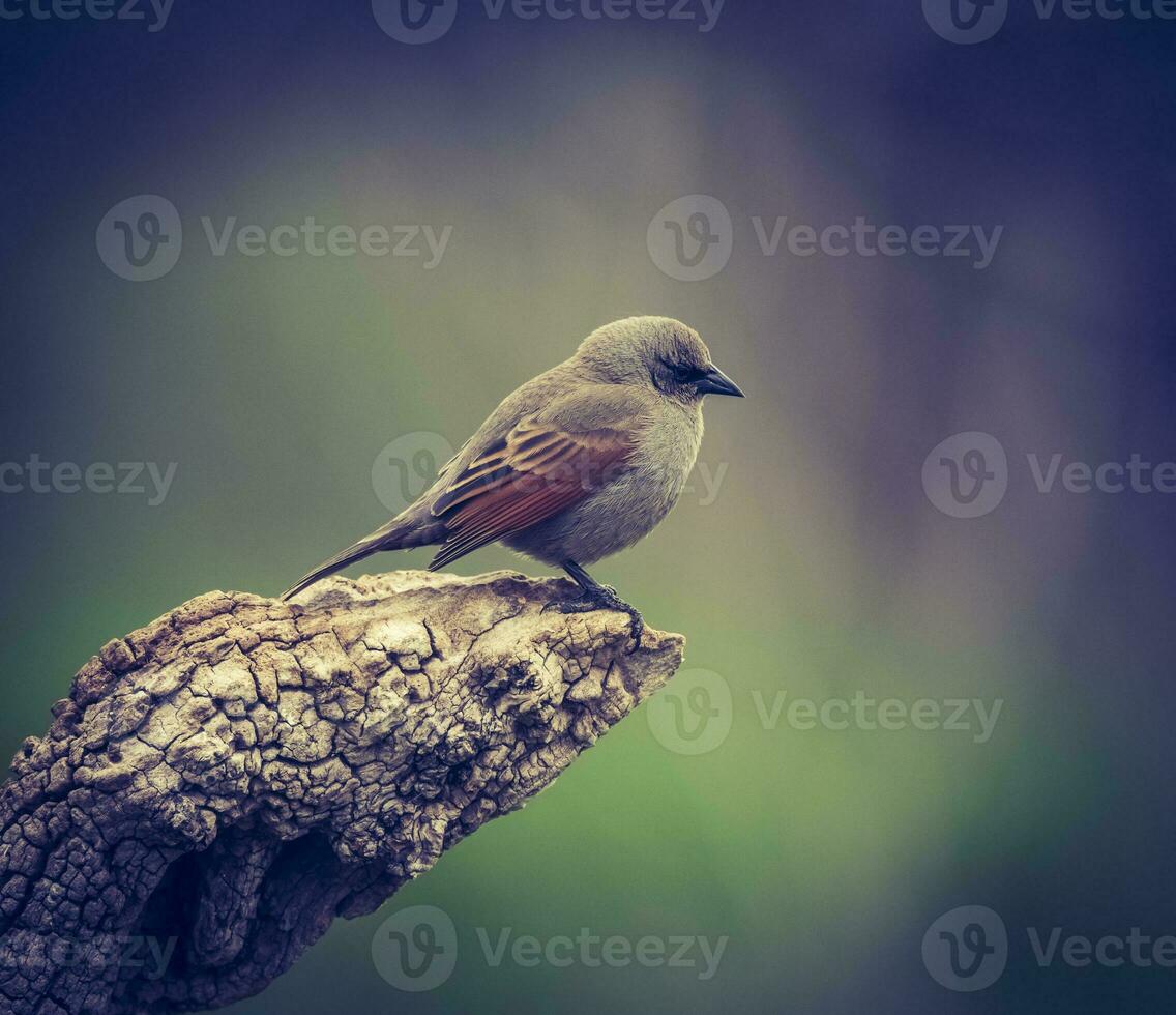 Bay winged Cowbird photo