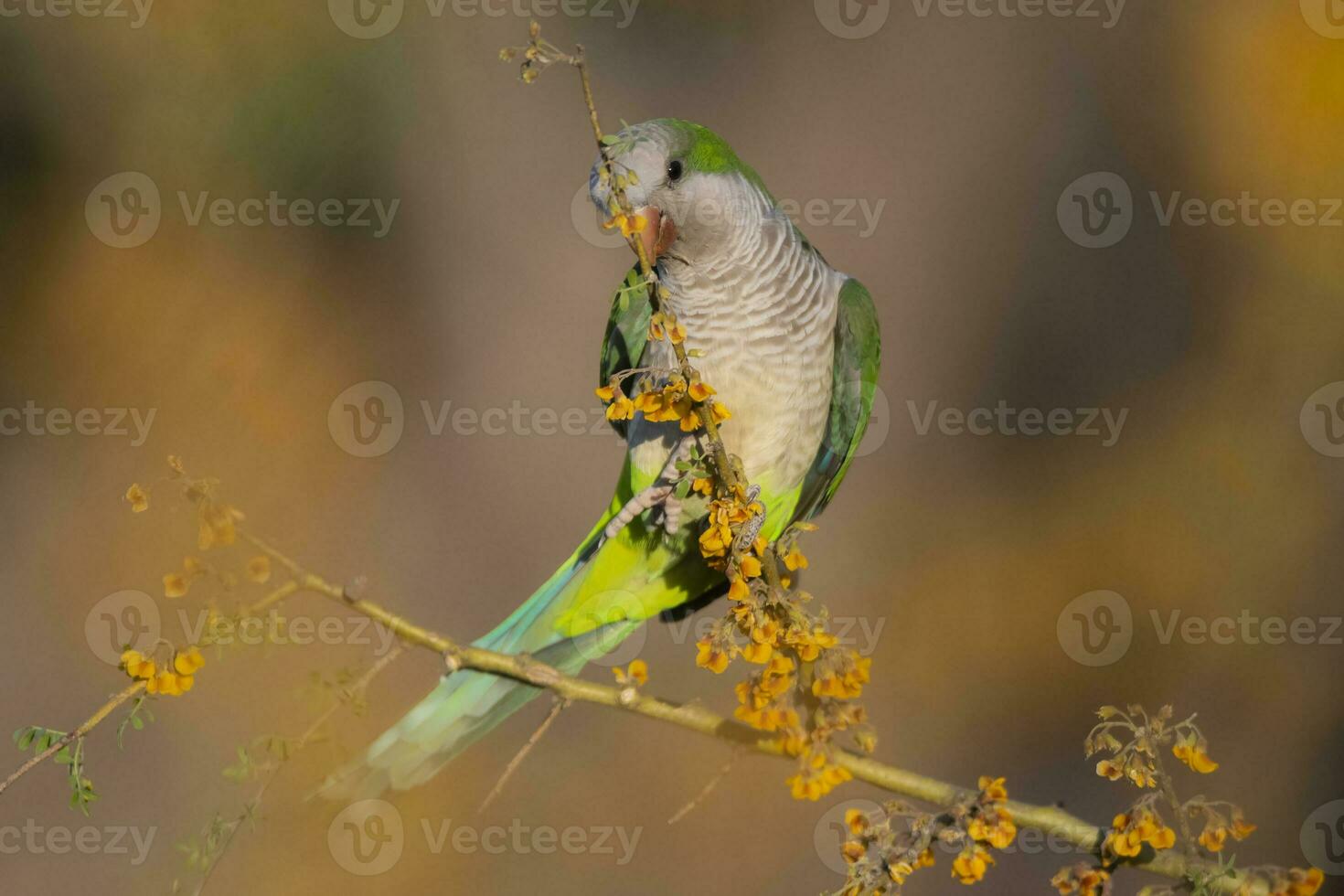 perico encaramado en un arbusto con rojo bayas , la pampa, Patagonia, argentina foto