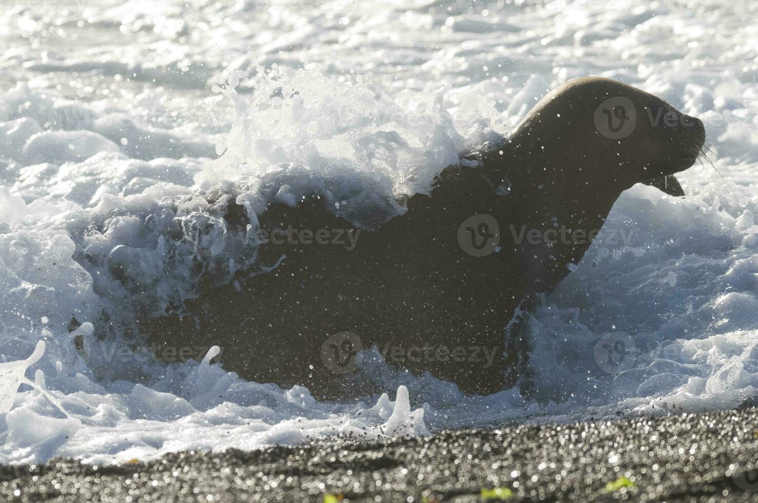 Mother and baby sea Lions, Peninsula Valdes, Heritage Site, Patagonia, Argentina photo