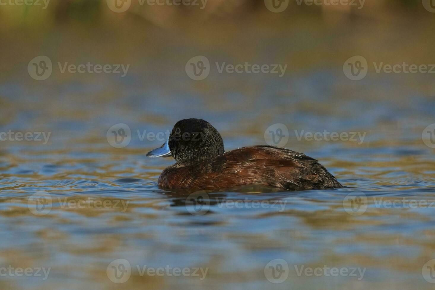 Lake Duck in Pampas Lagoon environment, La Pampa Province, Patagonia , Argentina. photo