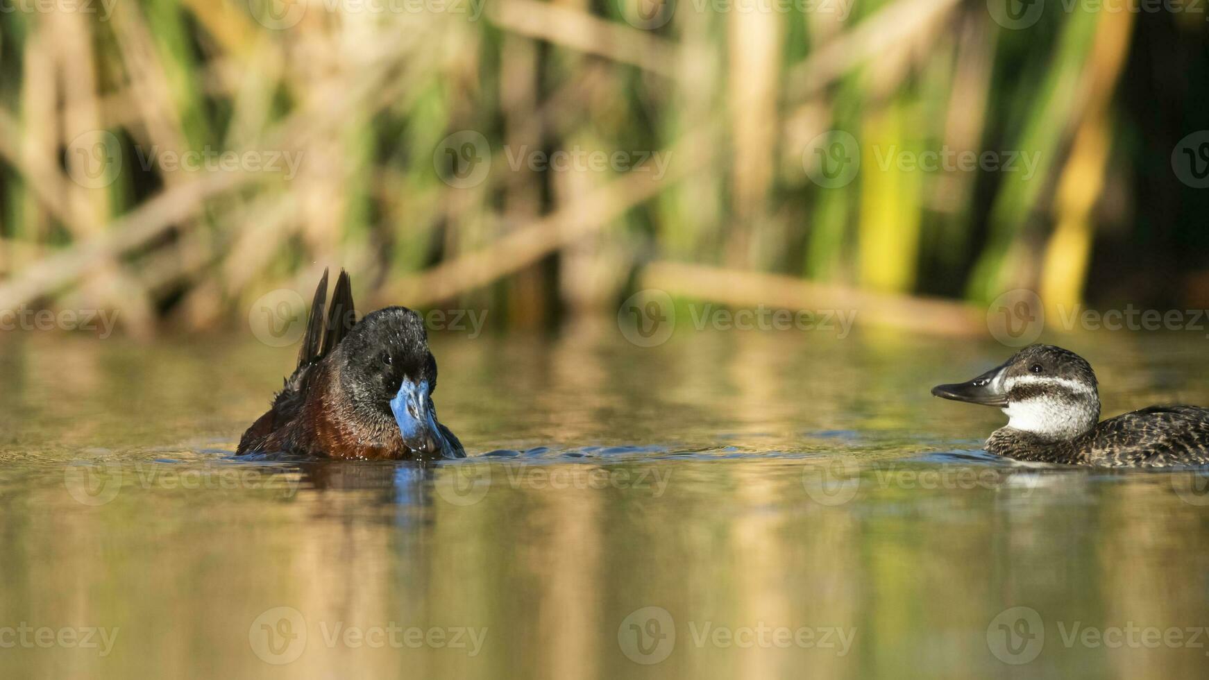 Lake Duck in Pampas Lagoon environment, La Pampa Province, Patagonia , Argentina. photo