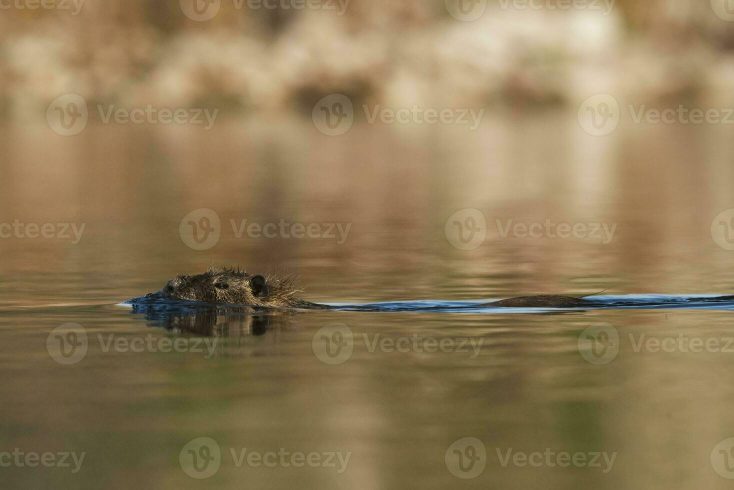 Coipo, Myocastor coypus, La Pampa Province, Patagonia, Argentina. photo