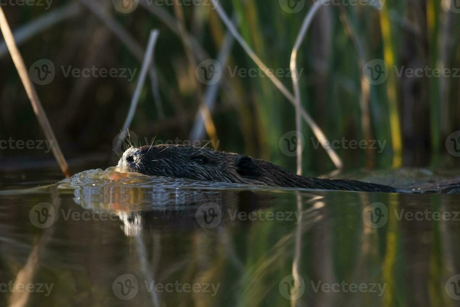 coipo, miocastor coipo, la pampa provincia, Patagonia, argentina. foto