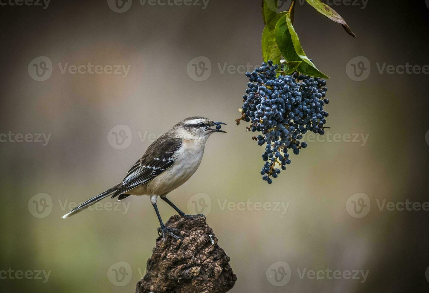 White banded Mockingbird, Patagonia, Argentina photo