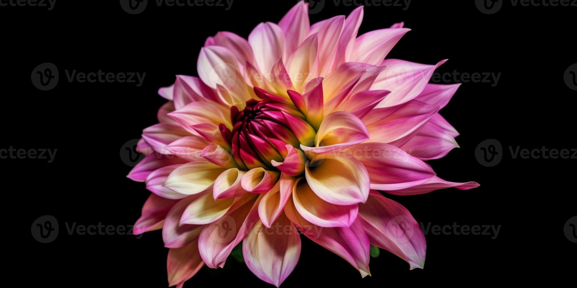 Dahlia flower copy space  background. AI Generated photo