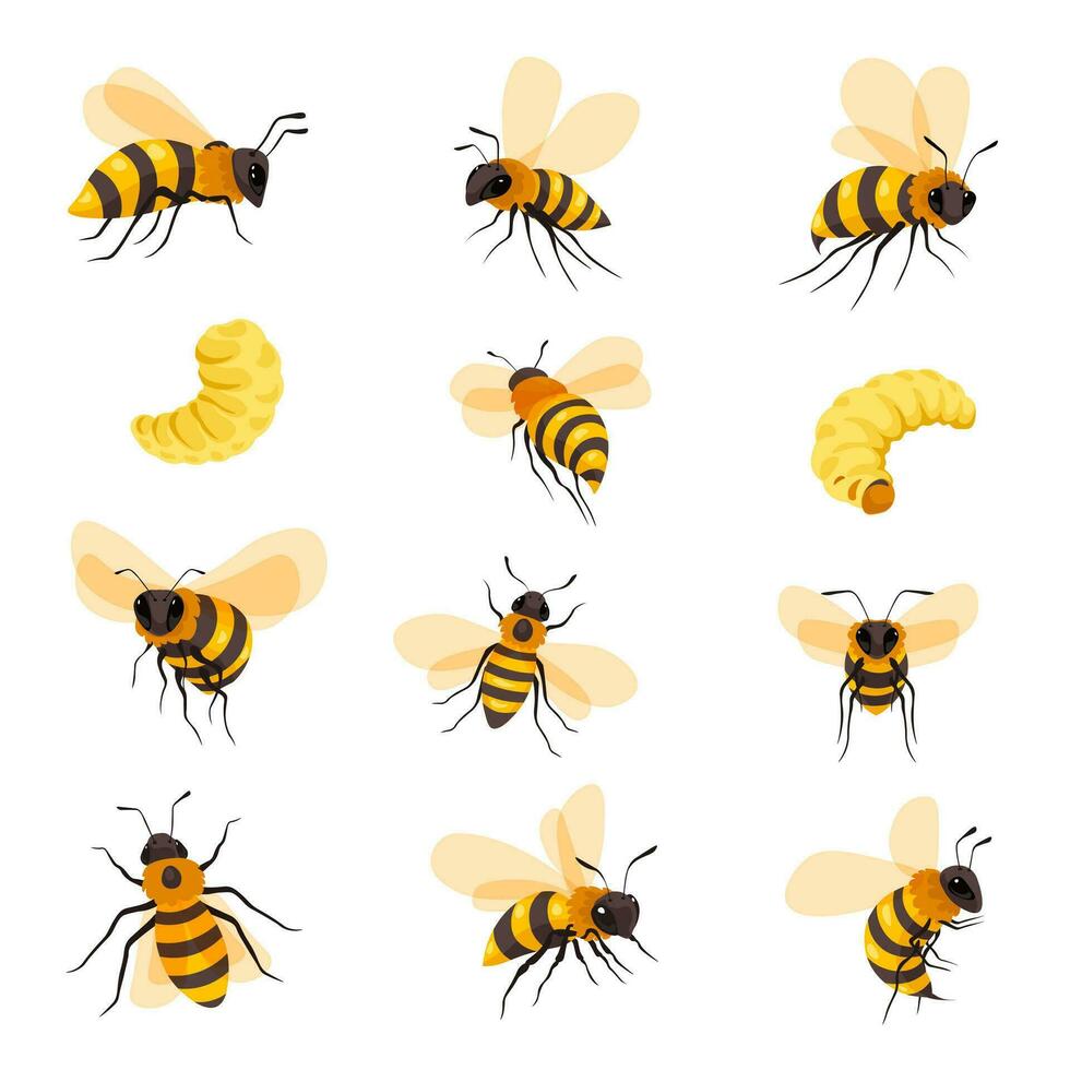 abejas ciclo vital y retratos, abeja y larva vector