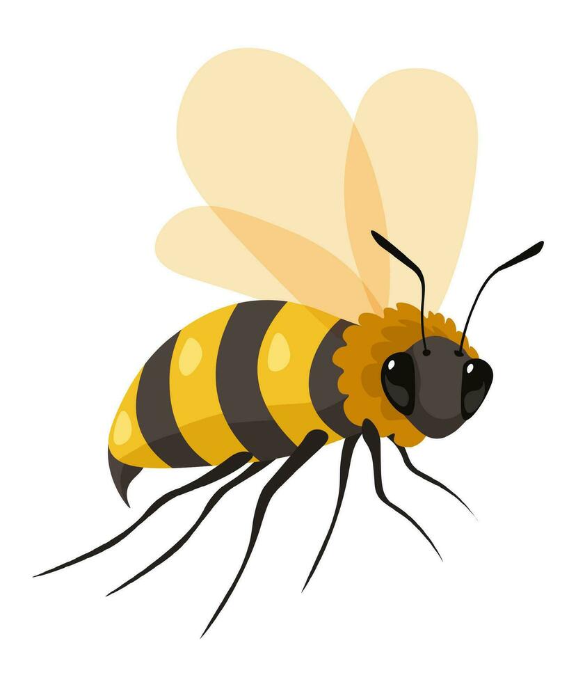 Bee producing bee, honeybee insect with wings vector