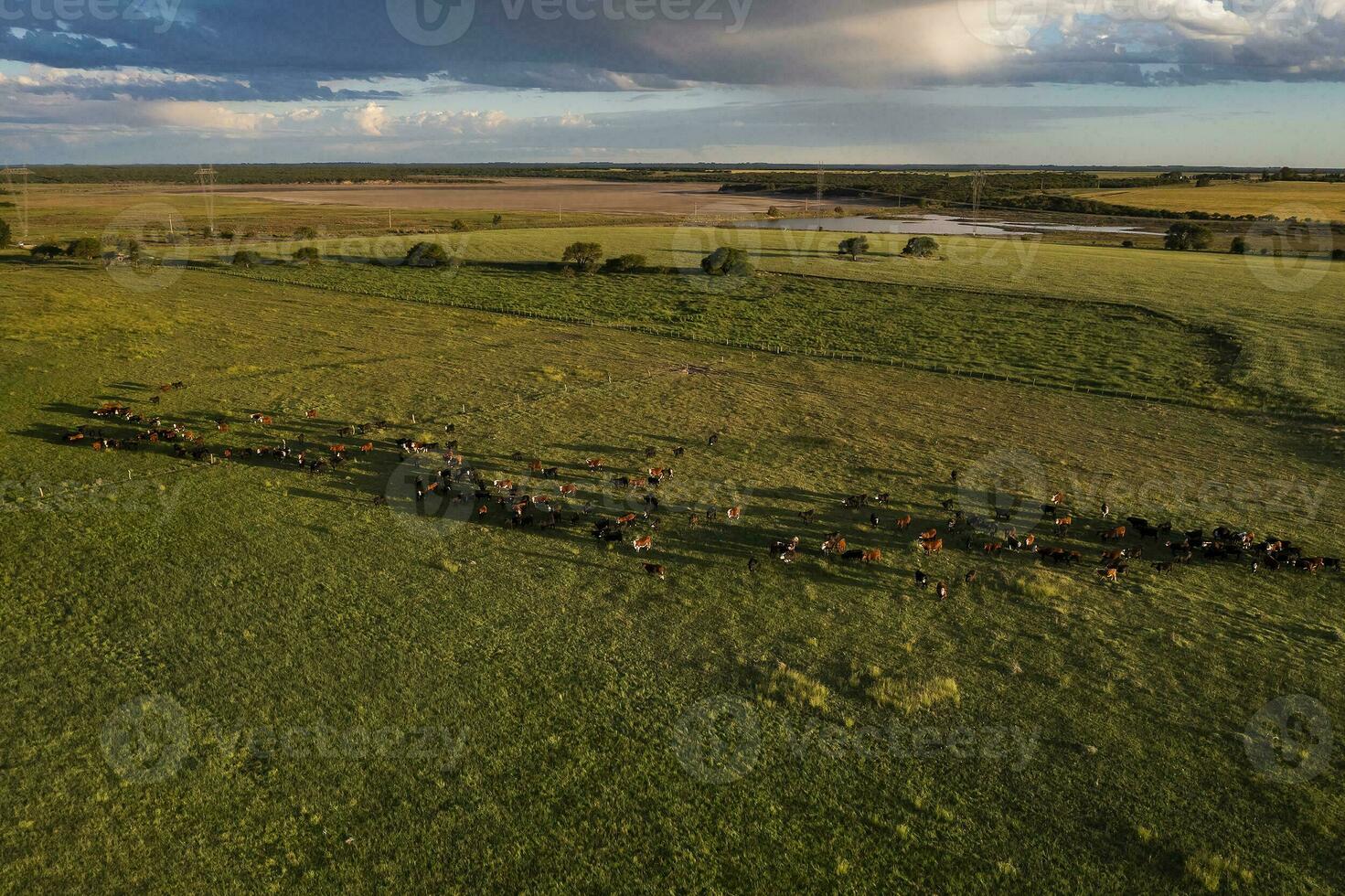 Aerial view of a troop of steers for export, cattle raised with natural pastures in the Argentine countryside. photo