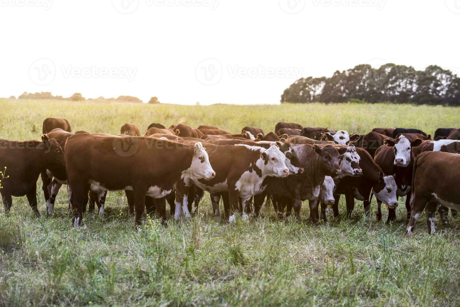 Group of steers looking at the camera, Pampas, Argentina photo
