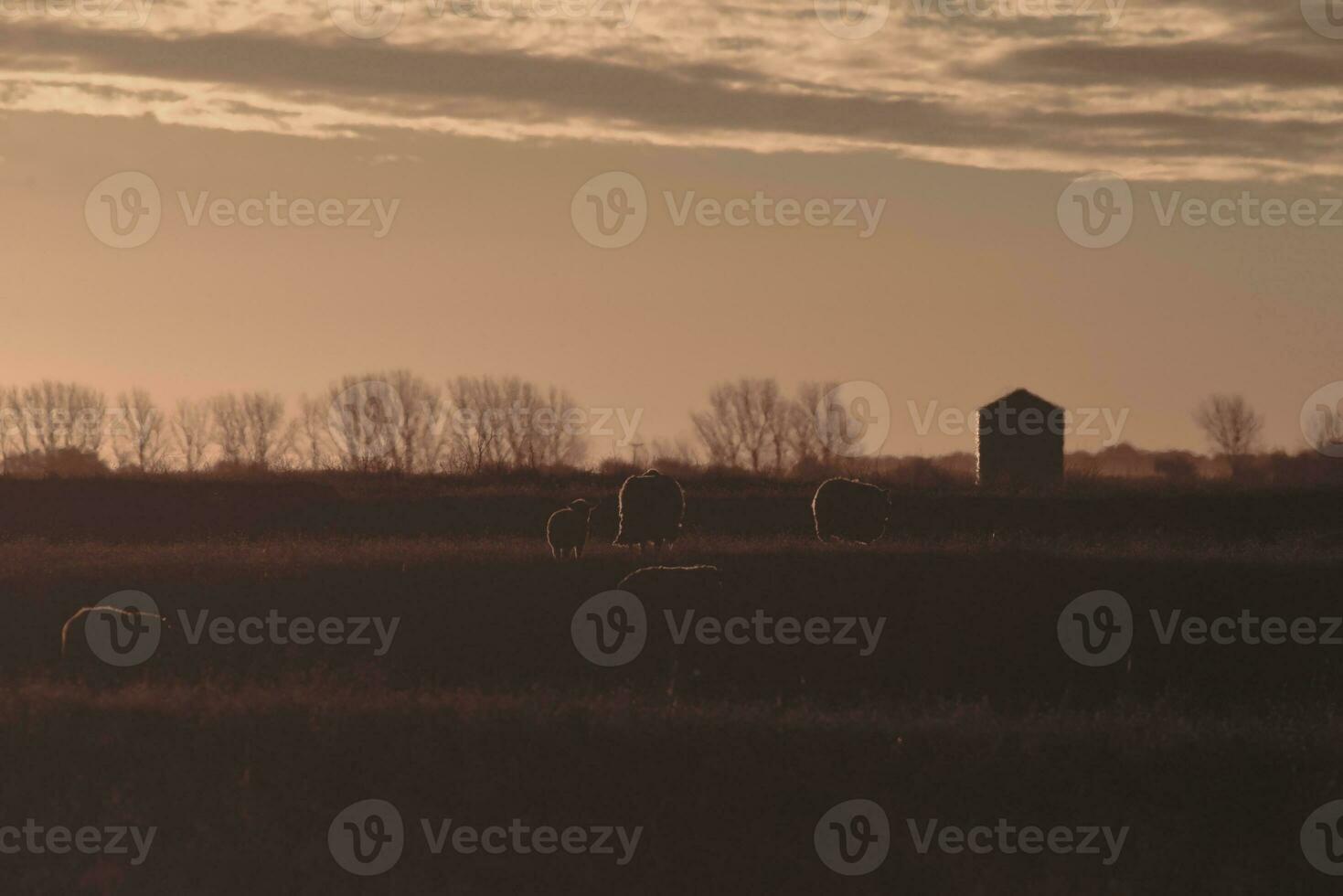 oveja en rural puesta de sol paisaje,patagonia,argentina foto