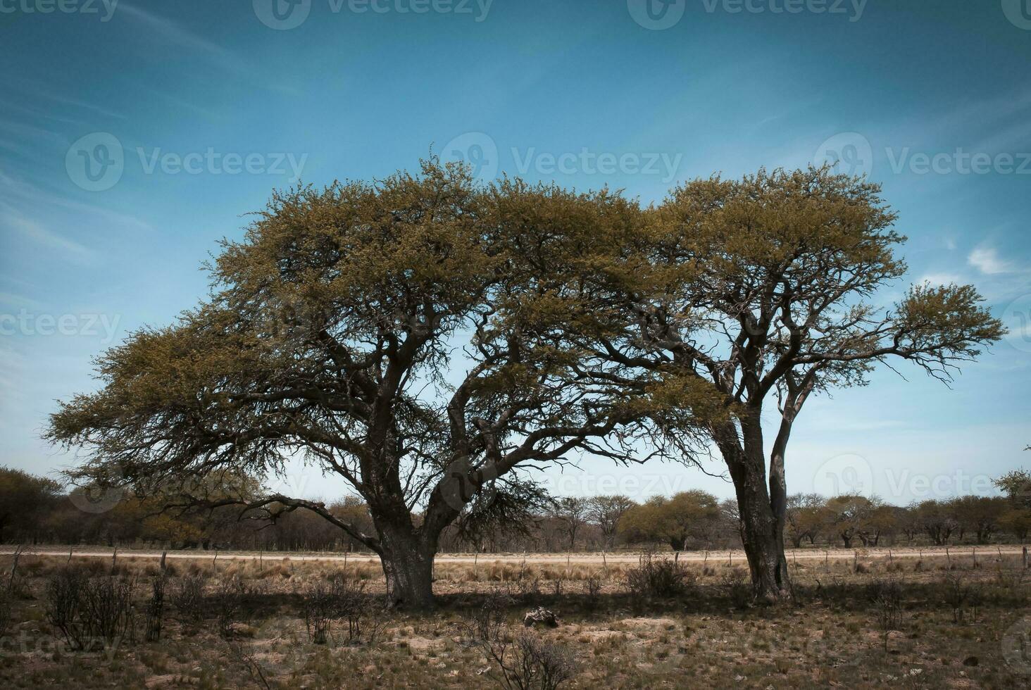 Rural landscape, Buenos Aires province , Argentina photo