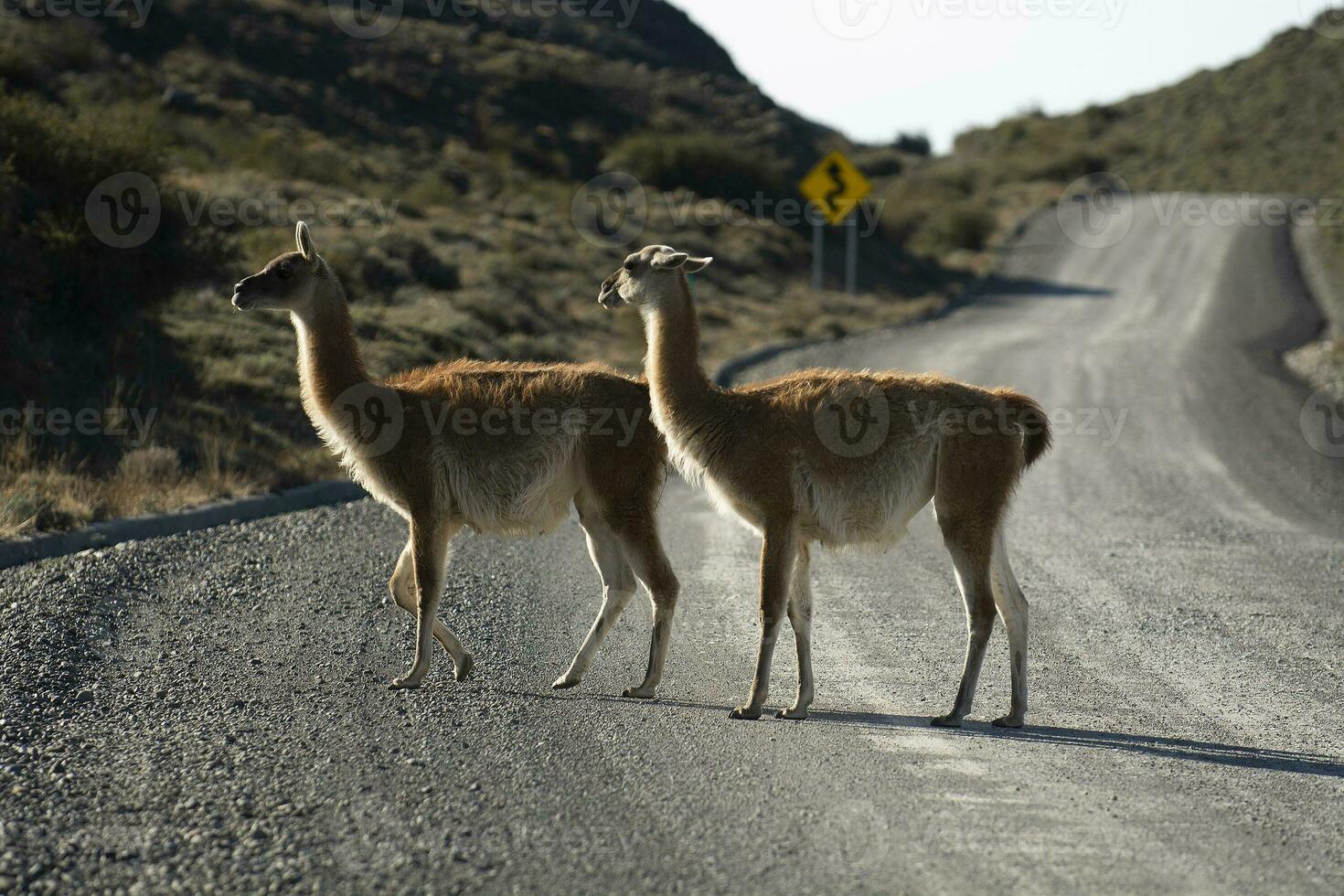 Guanacos grazing,Torres del Paine National Park, Patagonia, Chile. photo