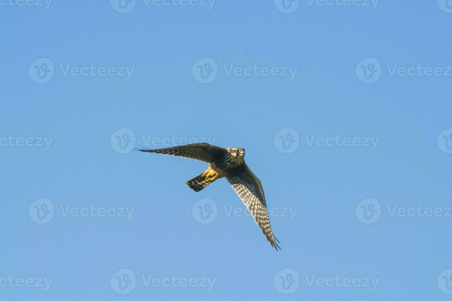 Aplomado falcon in flight, Patagonia Argentina. photo