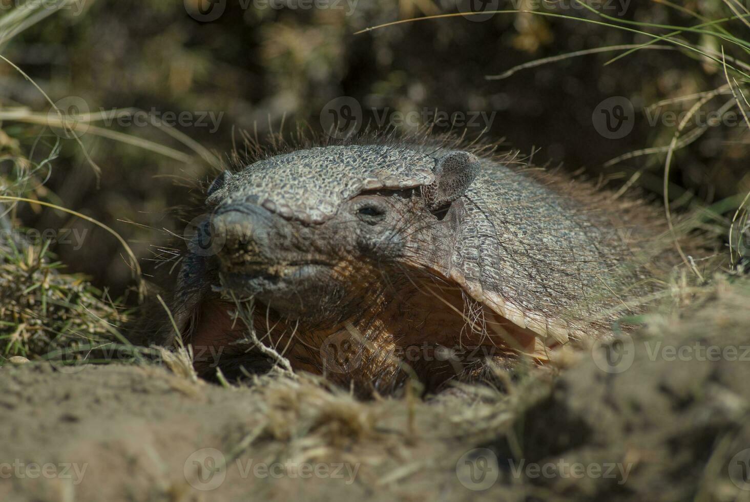 Armadillo in desert environment, Peninsula Valdes, Patagonia, Argentina. photo