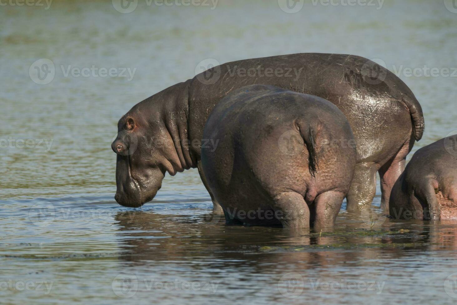 hipopótamo anfibio en pozo de agua, kruger nacional parque, sur África foto