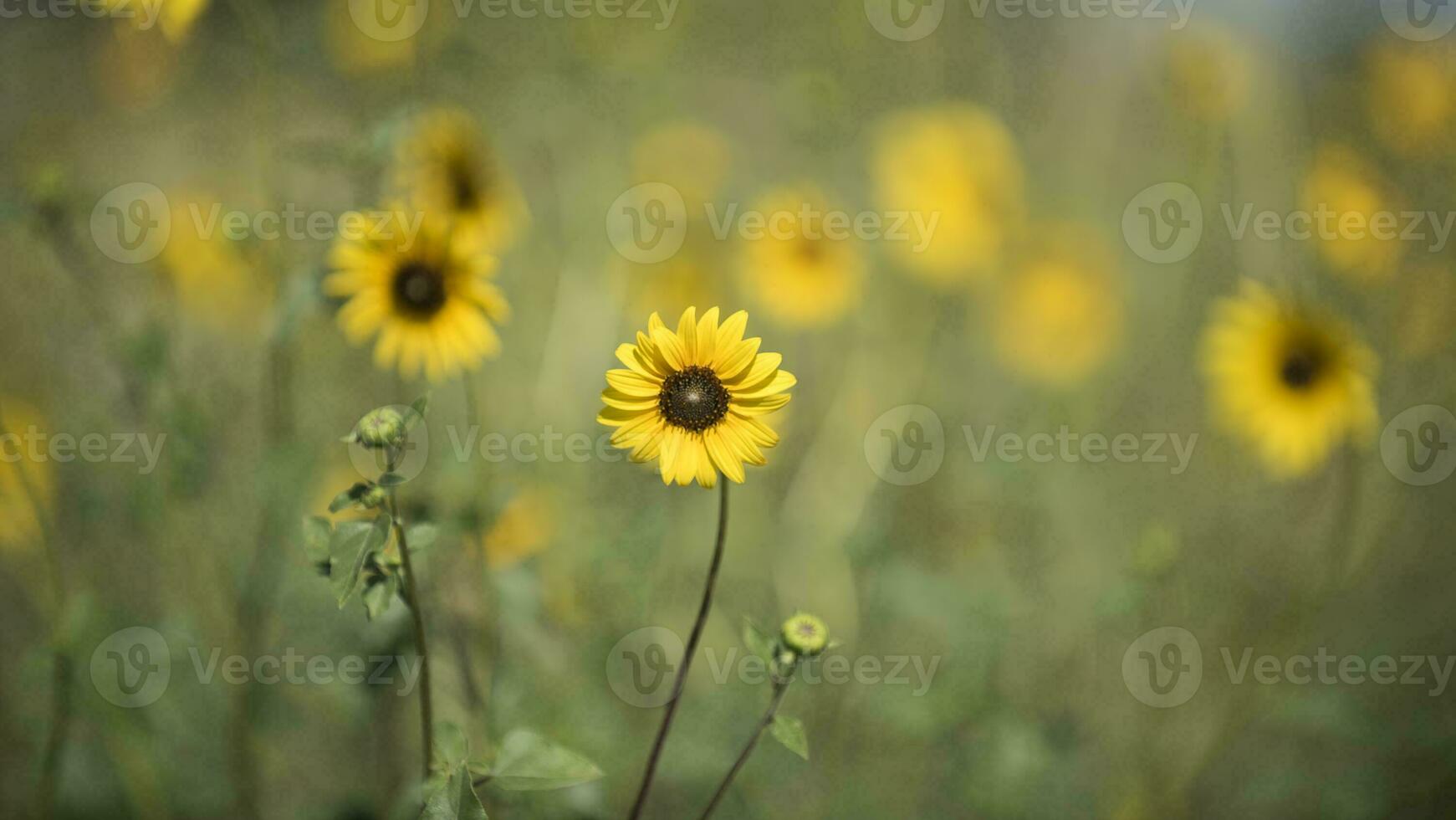 Wild flower, La Pampa.  Patagonia, Argentina photo