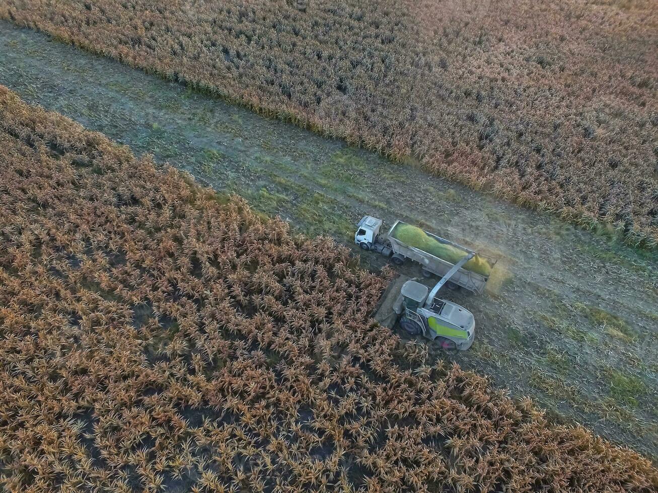 Sorghum harvest, in La Pampa, Argentina photo