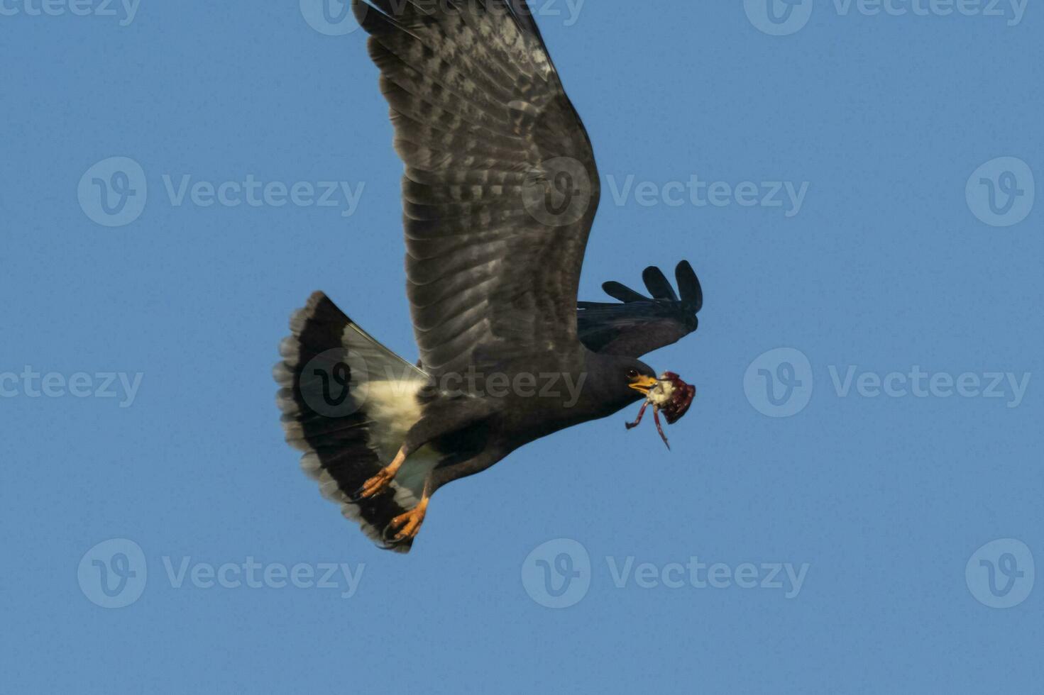 Snail Kite , Ibera Marsh National Park , Corrientes  province, Patagonia , Argentina. photo