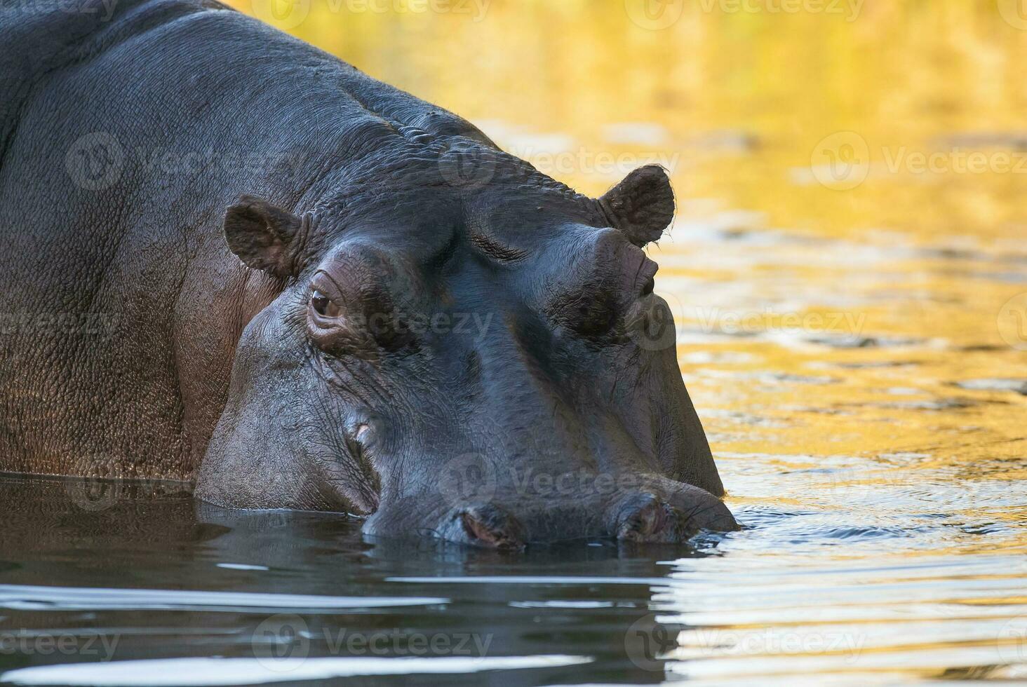 hipopótamo , kruger nacional parque , África foto