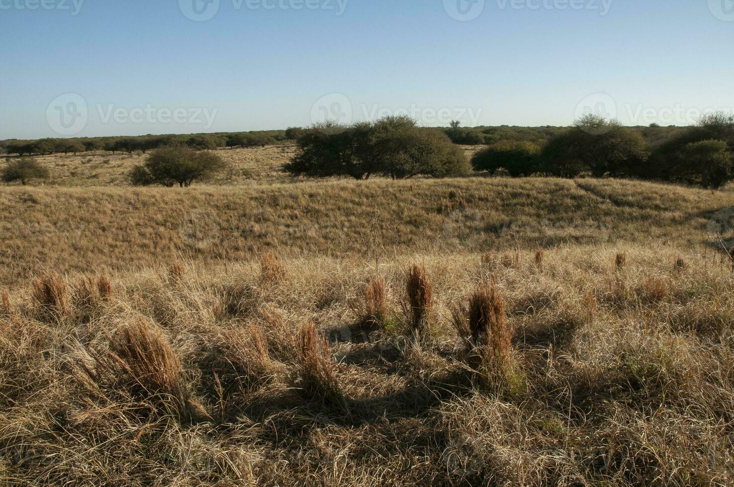 Pampas grass landscape, La Pampa province, Patagonia, Argentina. photo