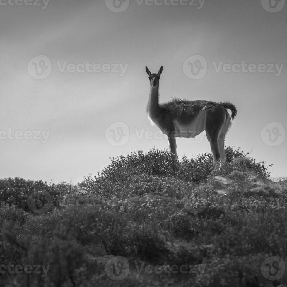 Guanacos in arid environment, Peninsula Valdes, World Heritage Site, Patagonia. photo