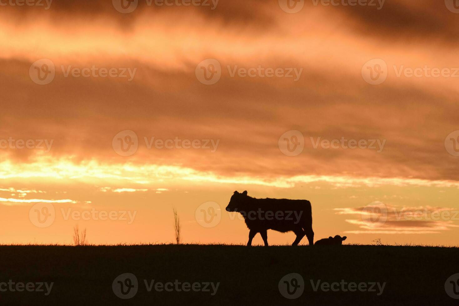 vacas alimentado césped, en campo, pampa, patagonia,argentina foto