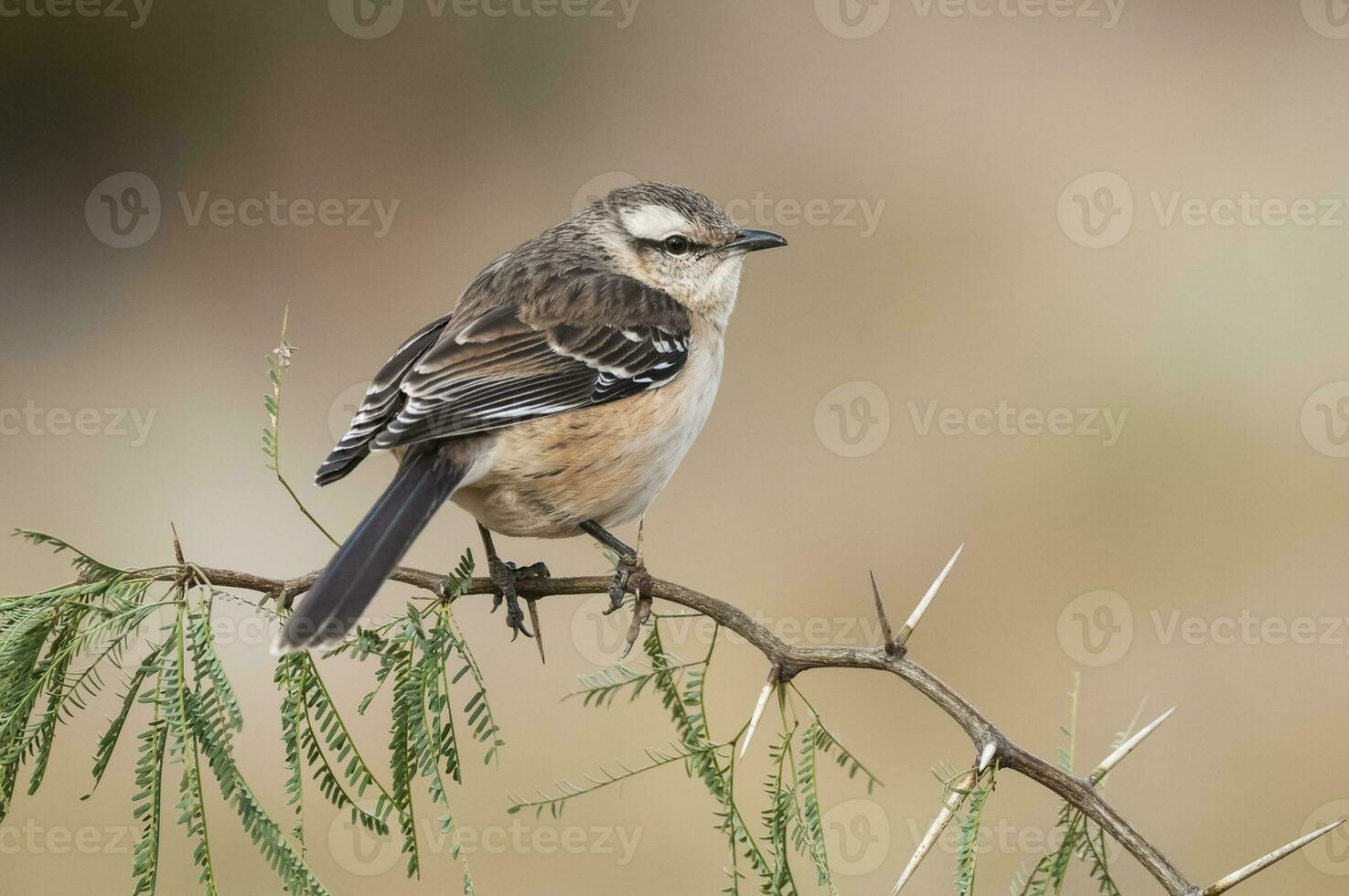 White banded mokingbird, in spinal forest environment , Pampas, Argentina. photo