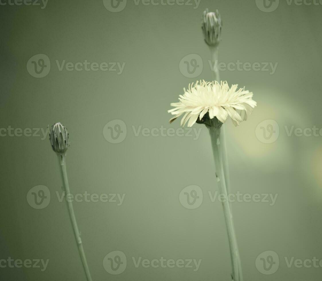 Flowery landscape in vintage color effect photo