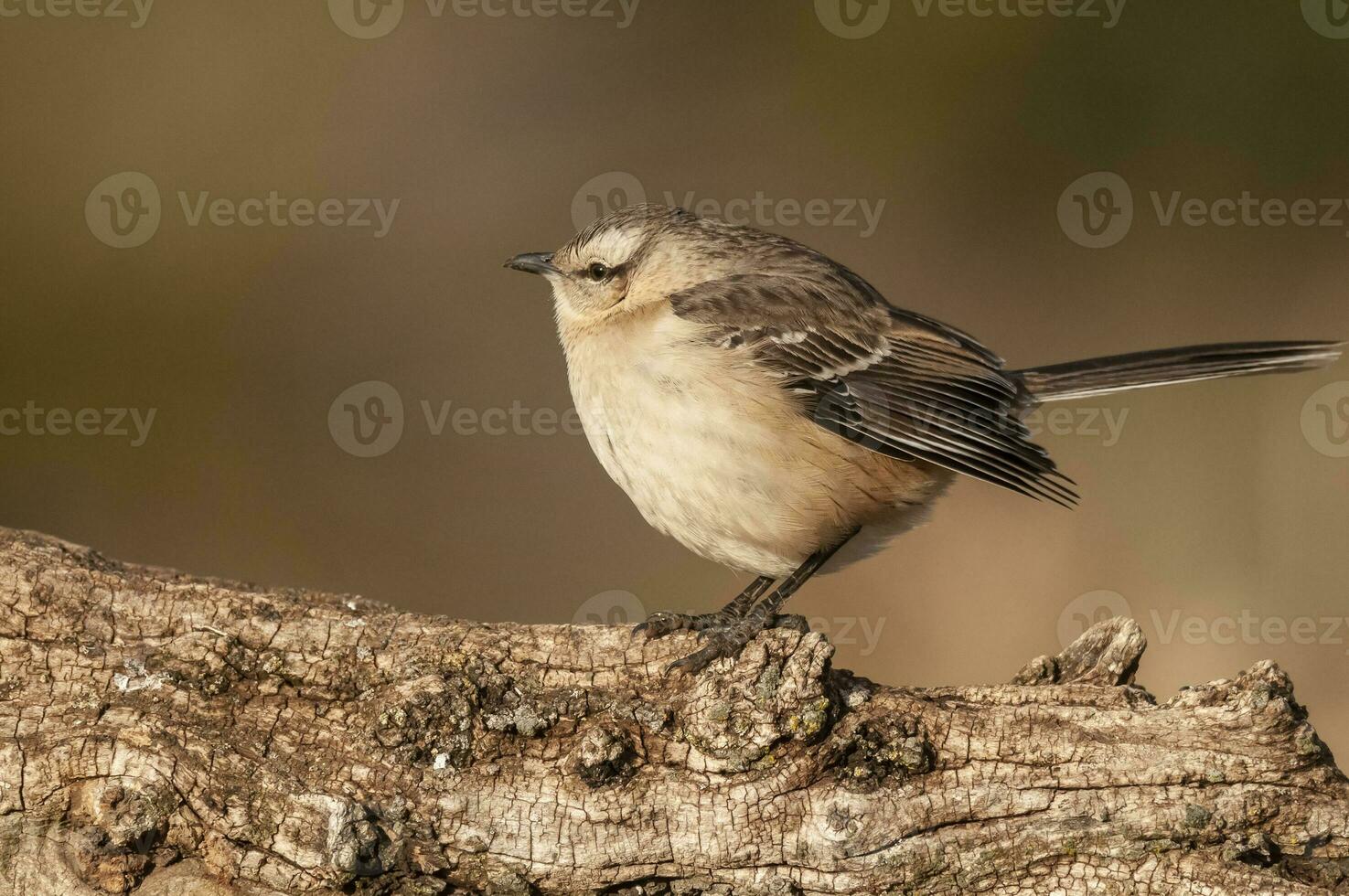 Chalk browed Mockingbird, La Pampa Province, Patagonia, Argentina photo