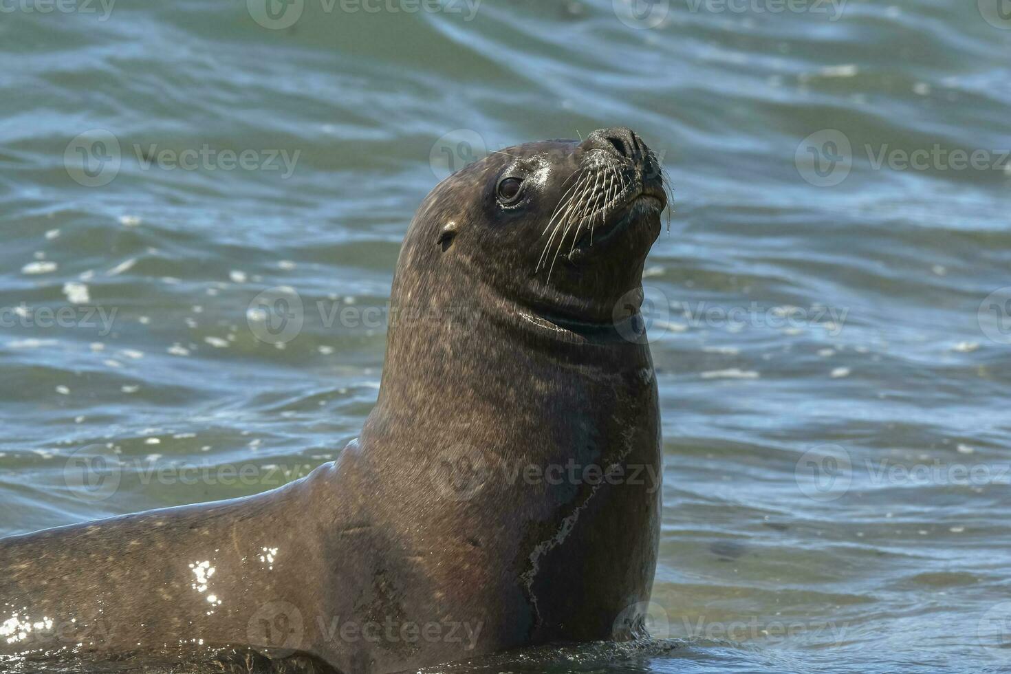 Female Sea Lion, Peninsula Valdes, Patagonia, Argentina photo