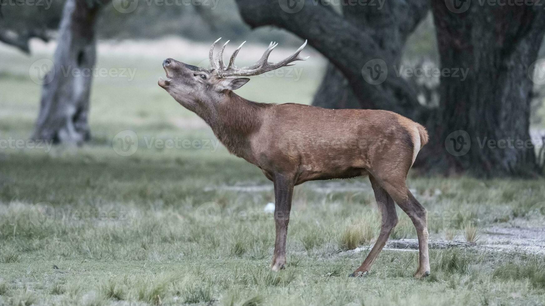 masculino rojo ciervo en la pampa durante en celo estación., argentina, parque luro naturaleza reserva foto