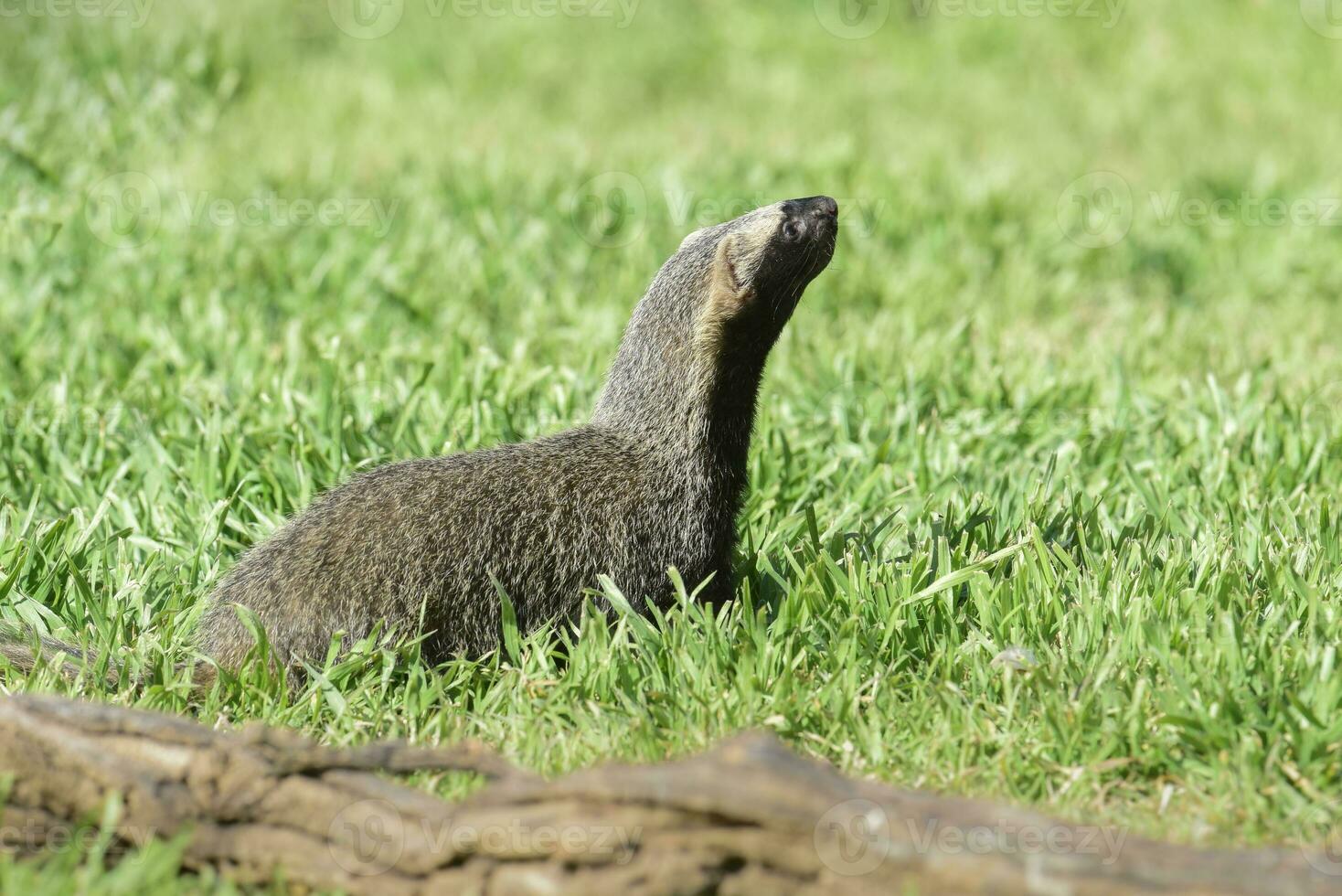 pequeño grison en pampa ambiente, Patagonia, argentina foto