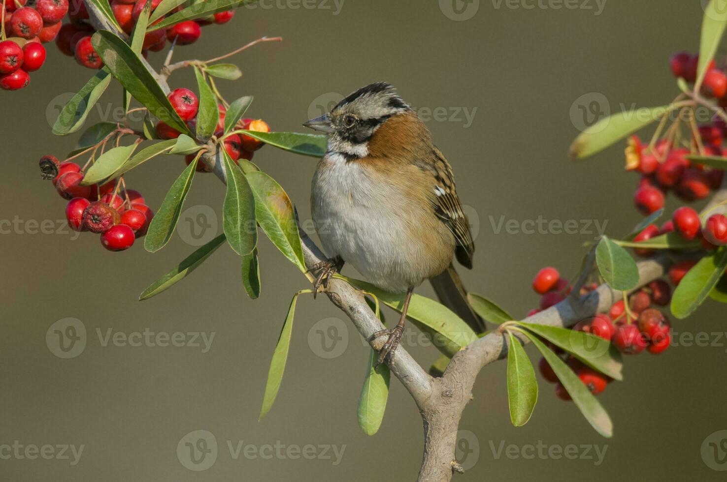 Rufous collared Sparrow, Zonotrichia capensis, Calden fores, La Pampa , Argentina photo