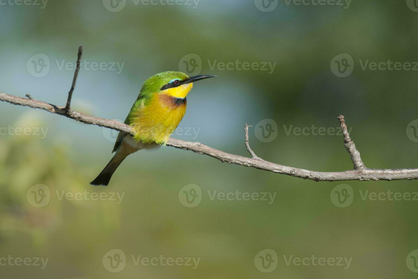 Bee eater in sabana environment, Kruger National Park, South Africa photo