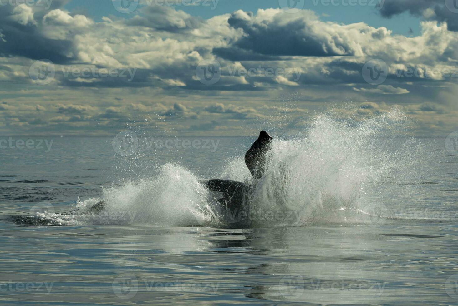 Southern Right whale Jumping ,Eubalaena Australis, Peninsula Valdes, Patagonia photo